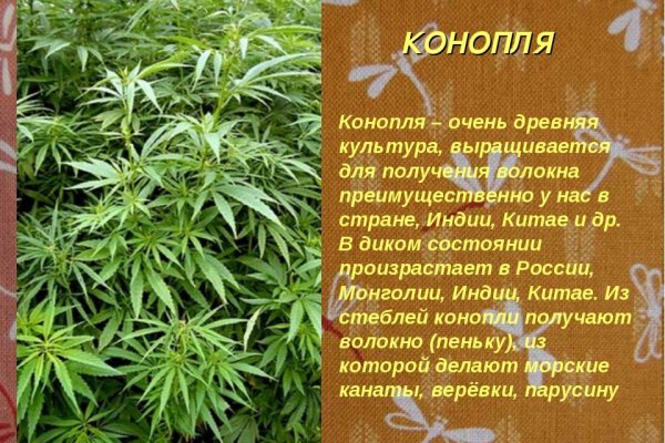 Какой нужен тор чтоб зайти в кракен